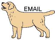 Labrador