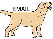 Labrador